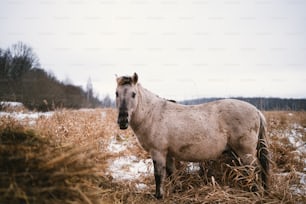 Ein Pferd steht auf einem Feld