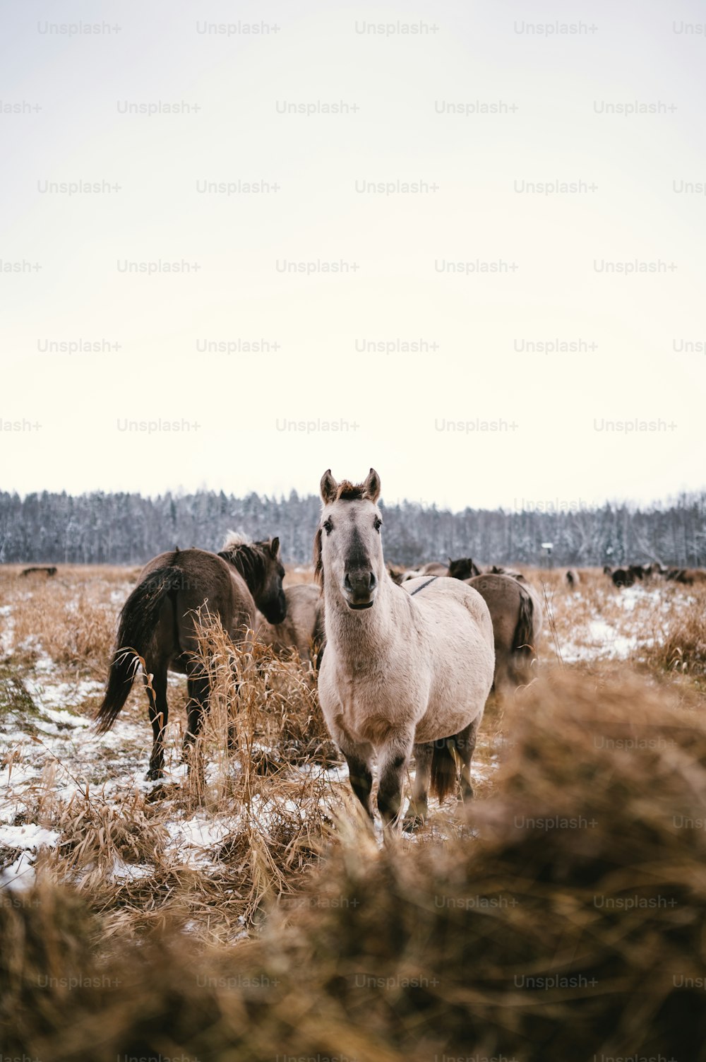 a group of horses in a field