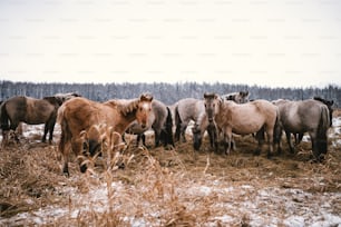 a group of horses in a field