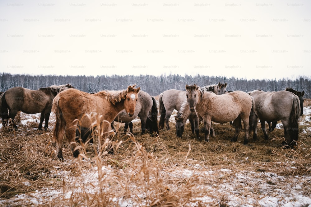 Un grupo de caballos en un campo