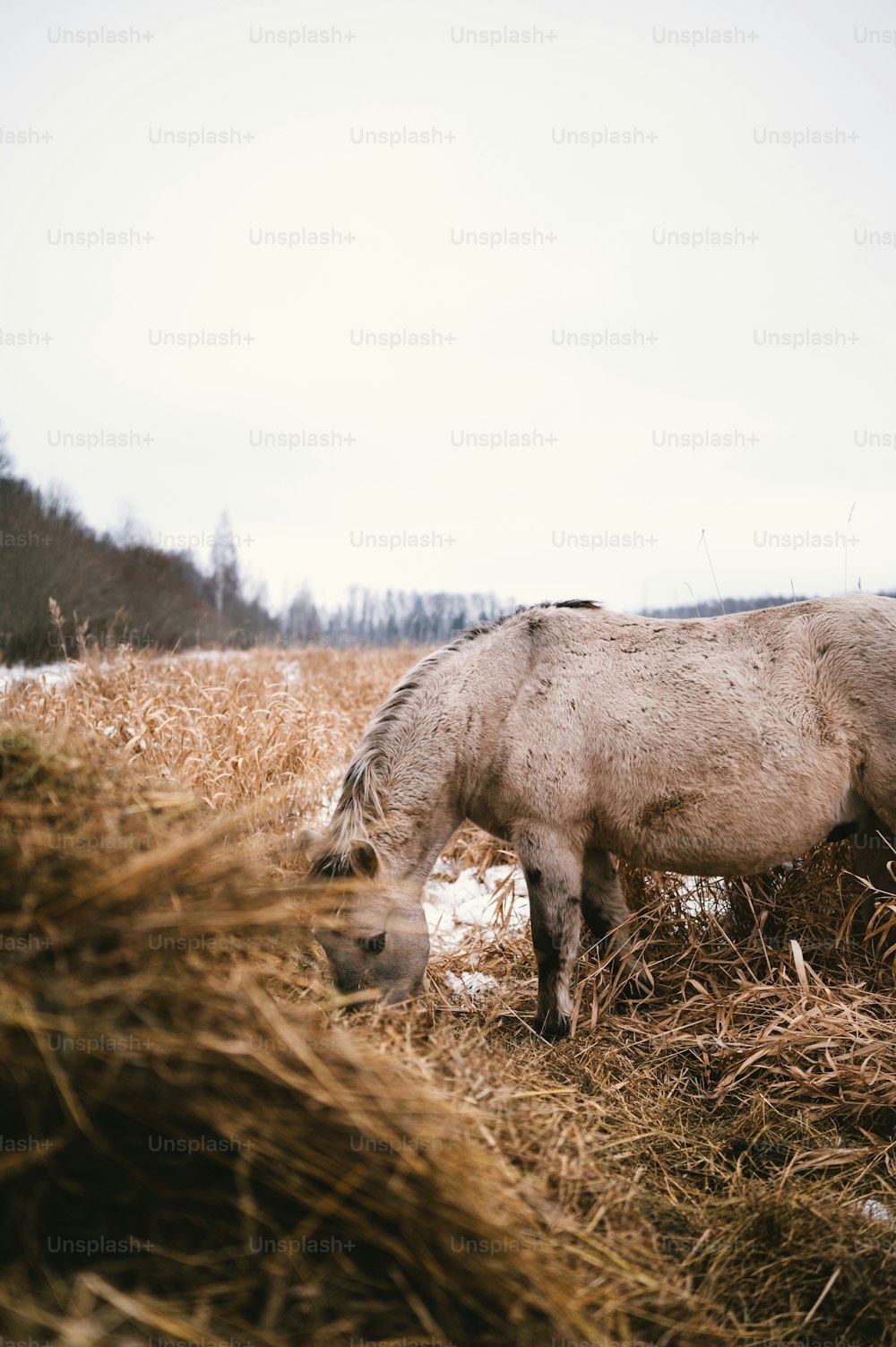 a donkey eating hay
