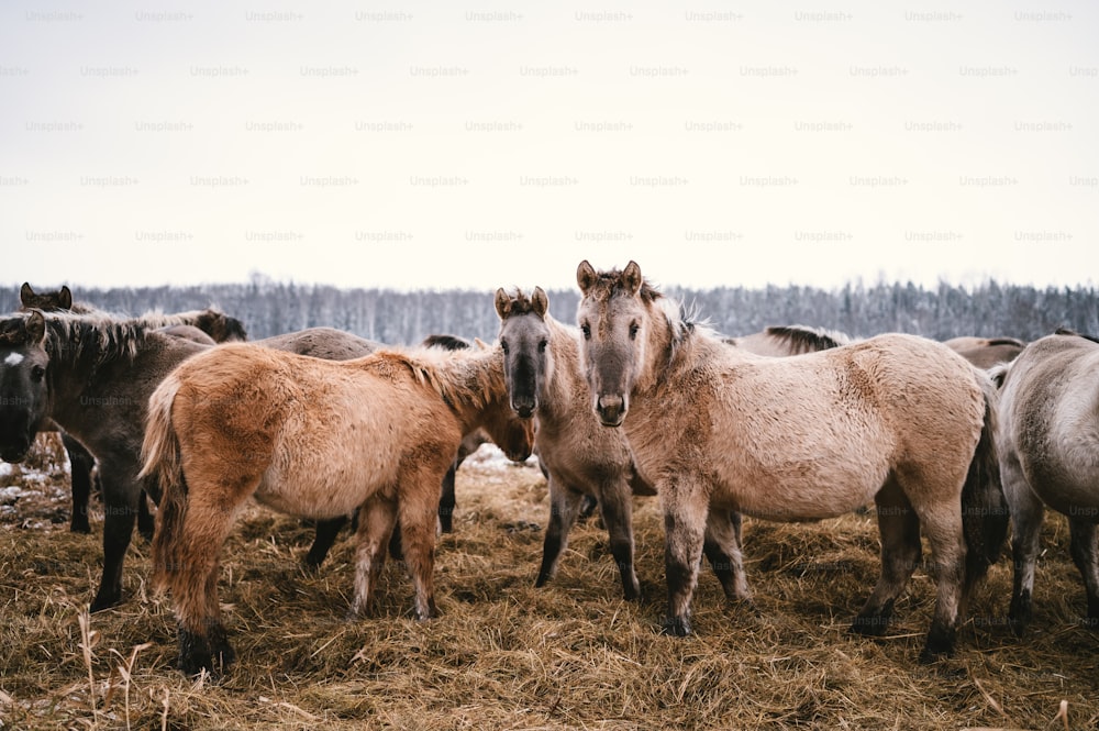 um grupo de cavalos em um campo