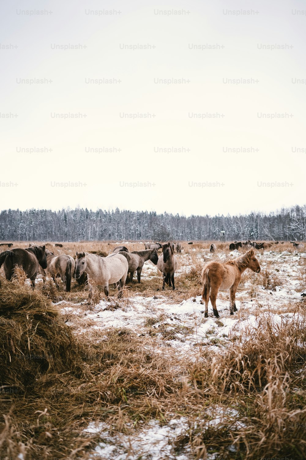 a group of horses walking in a snowy field