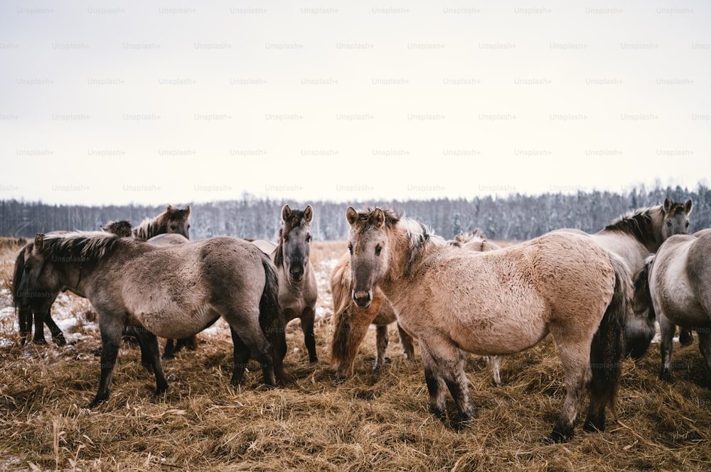 um grupo de cavalos em um campo