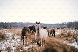 cavalos em um campo