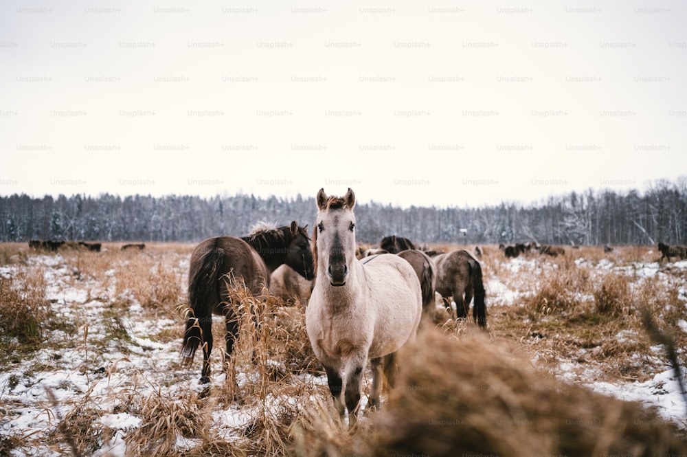 chevaux dans un champ