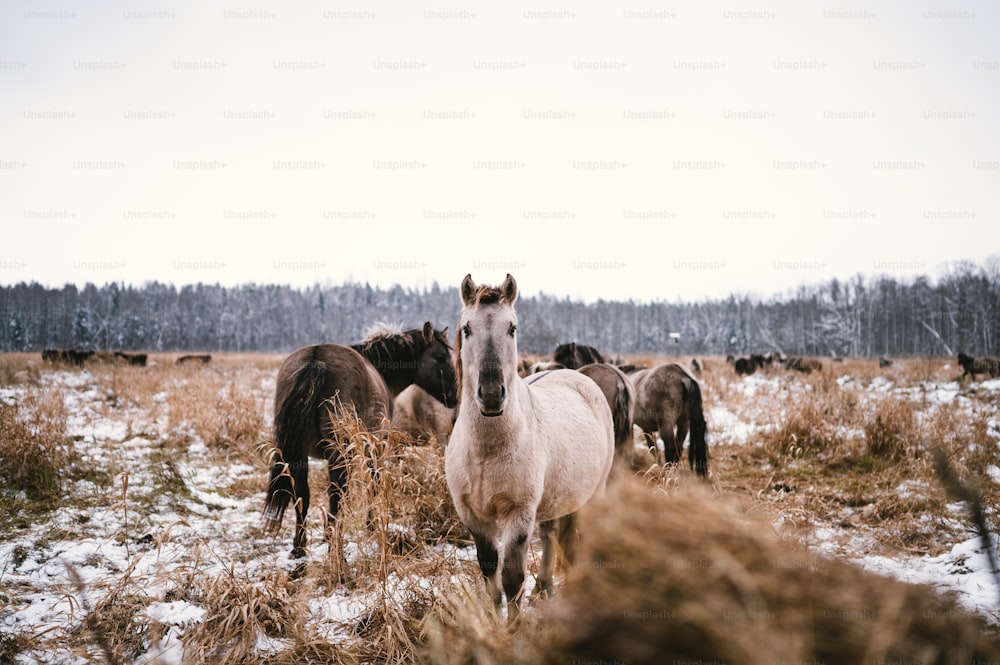 horses in a field