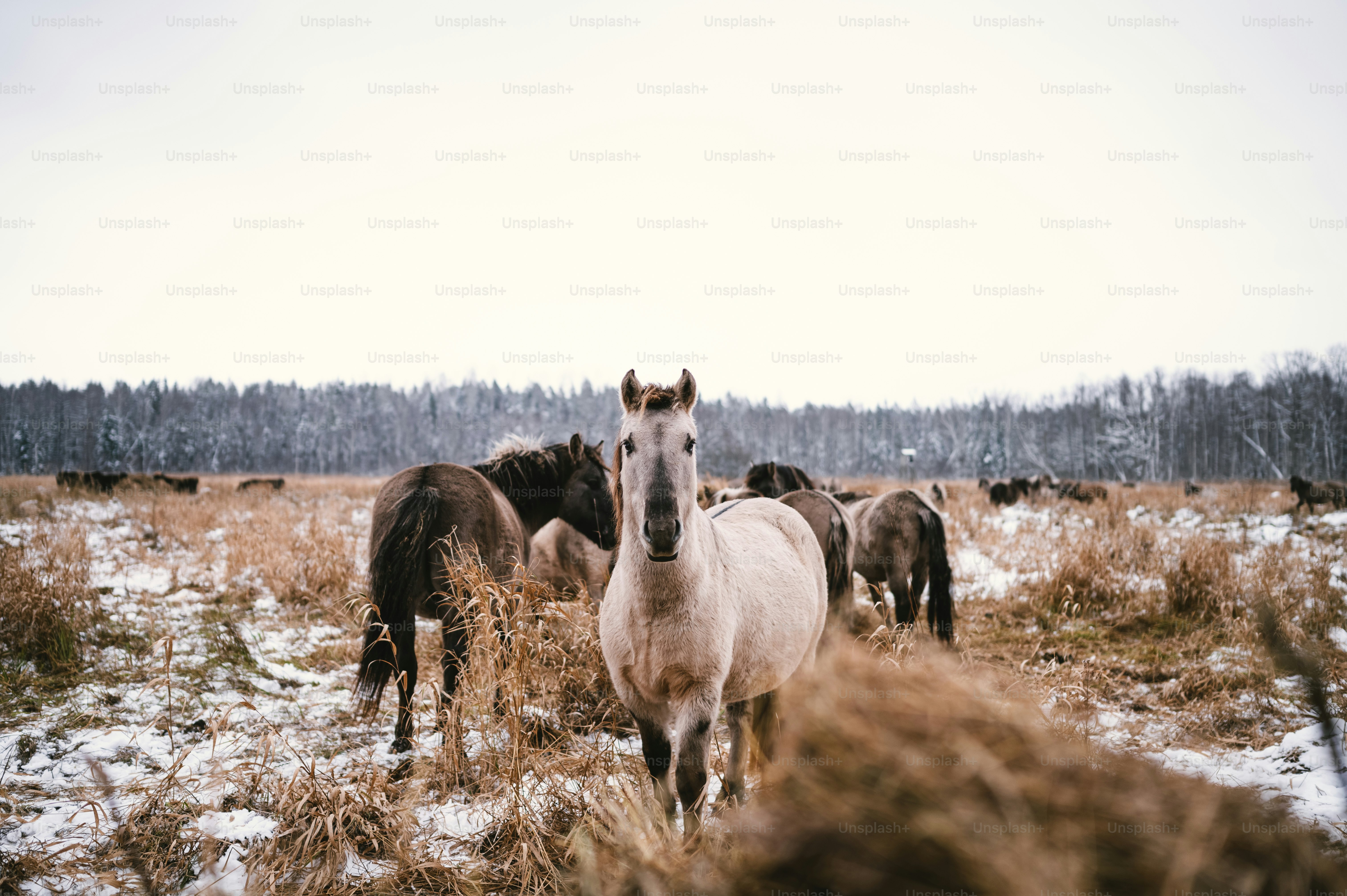 Choose from a curated selection of winter photos. Always free on Unsplash.