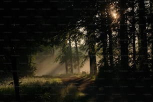 Un chemin à travers une forêt