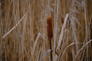 a close up of a brown plant