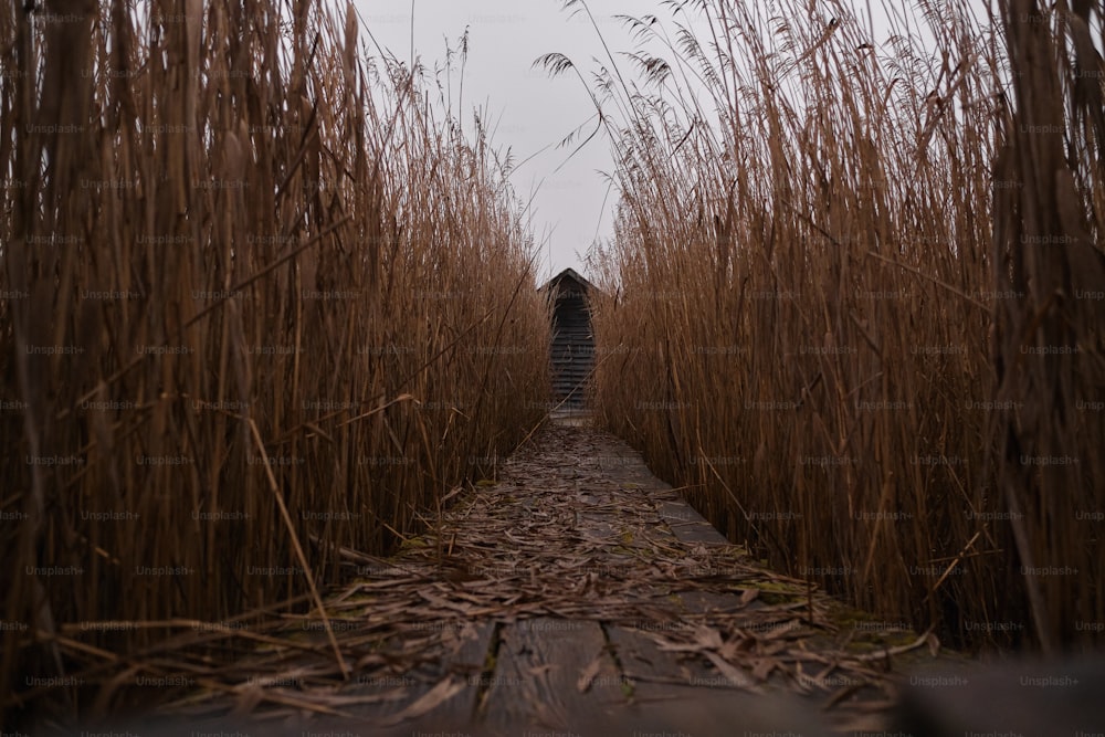 a path with trees on the side