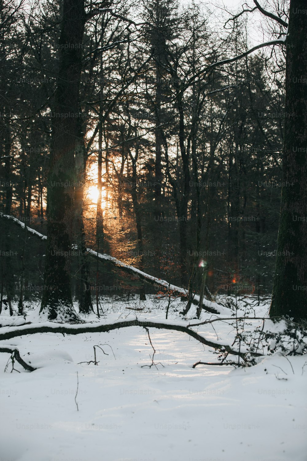 Ein verschneiter Wald mit Bäumen