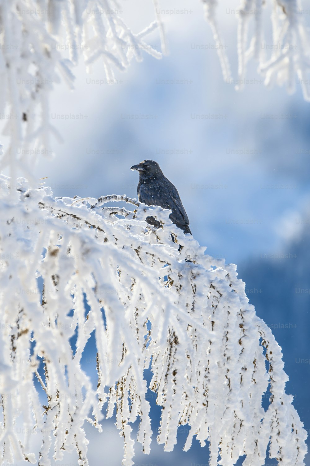 눈 덮인 산에 앉아있는 새