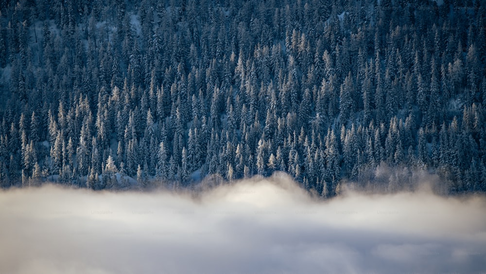 Un bosque nevado con árboles