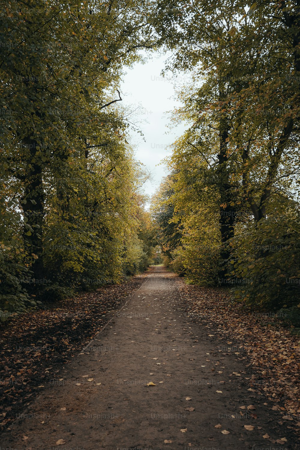 un sentiero con alberi su entrambi i lati