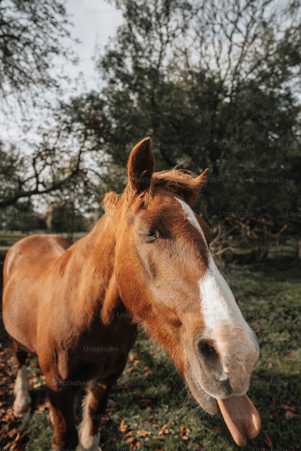 Ein Pferd mit herausgestreckter Zunge