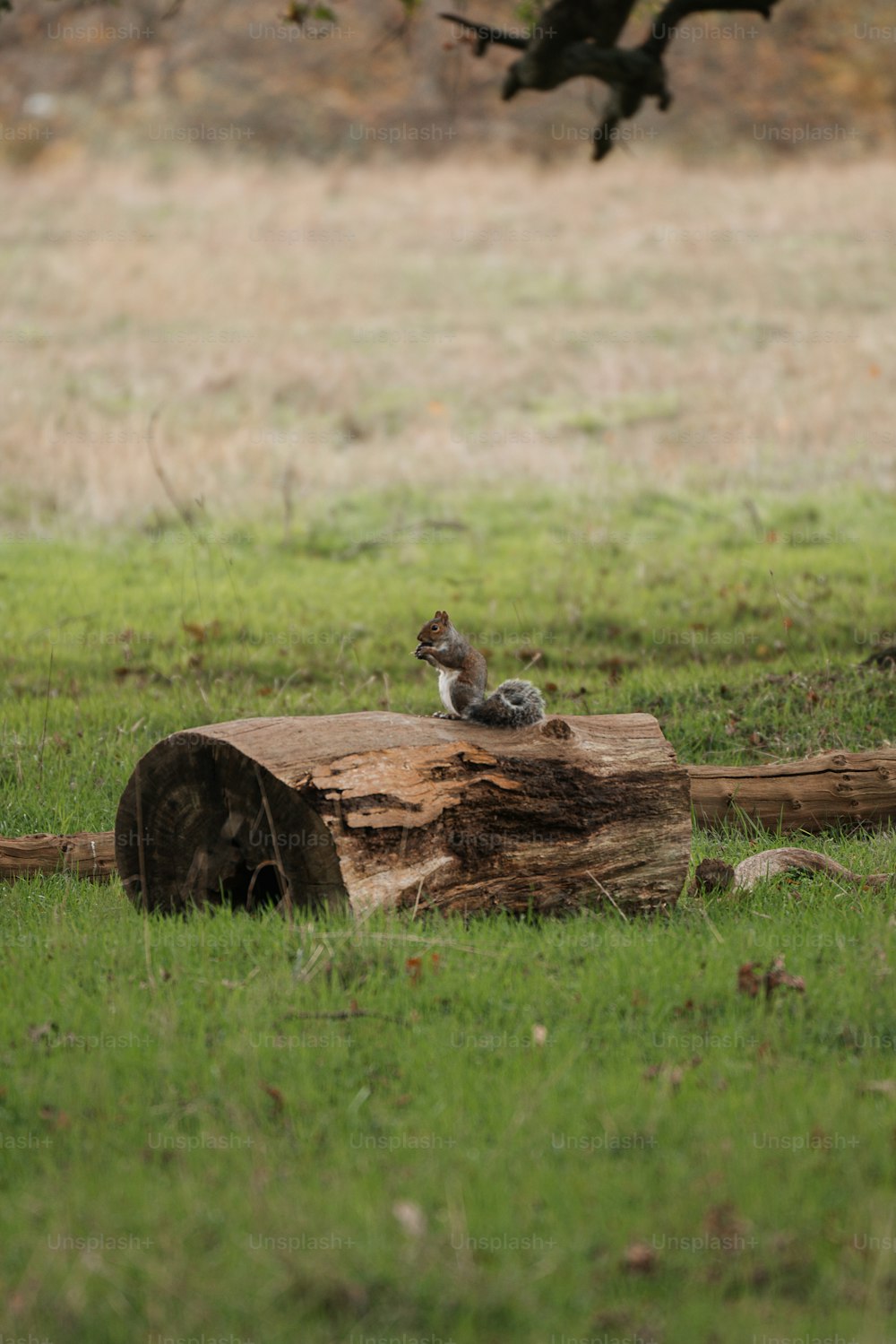 Zwei Eichhörnchen auf einem Baumstamm