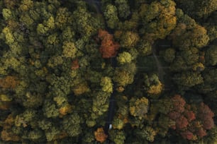 a large group of trees