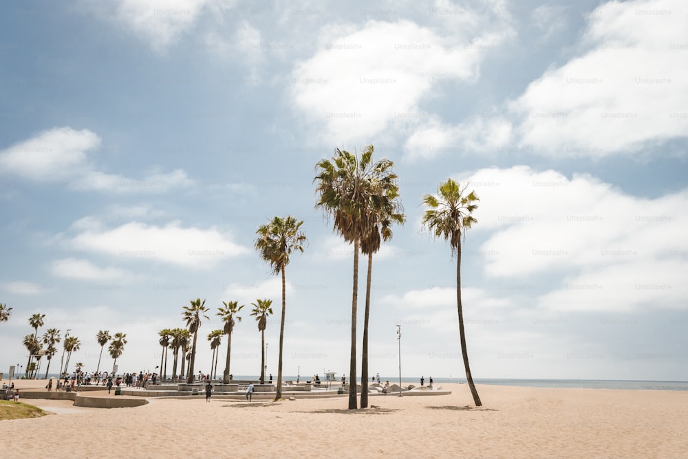 Un groupe de palmiers sur une plage