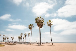 a group of palm trees on a beach