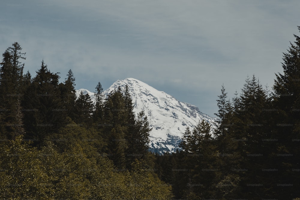 uma montanha nevada com árvores