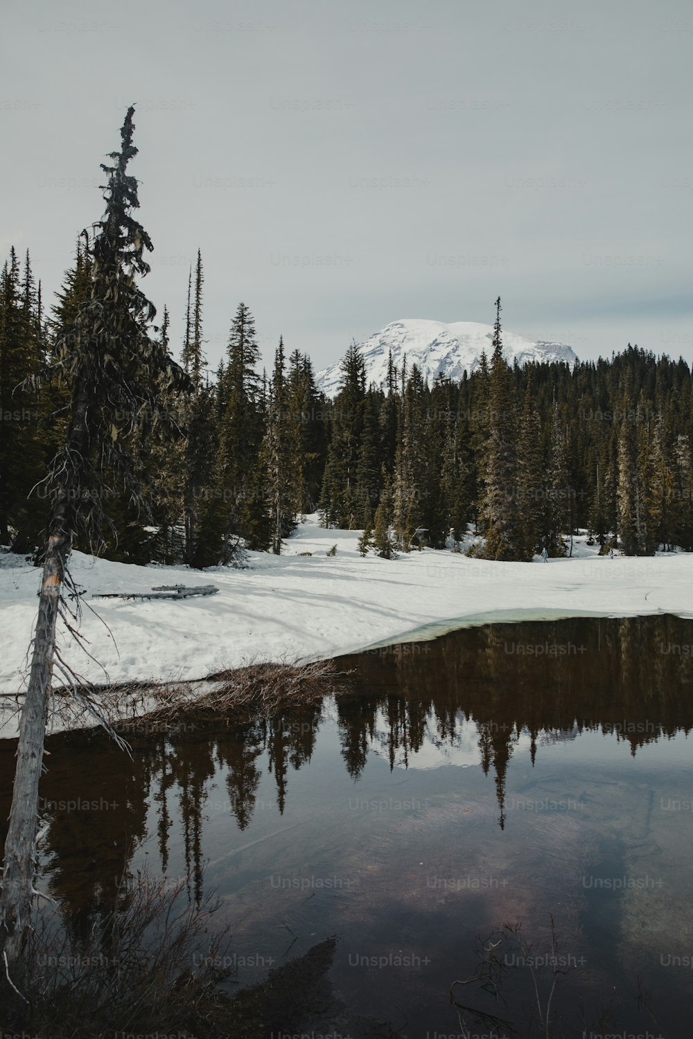 a snowy forest with a lake