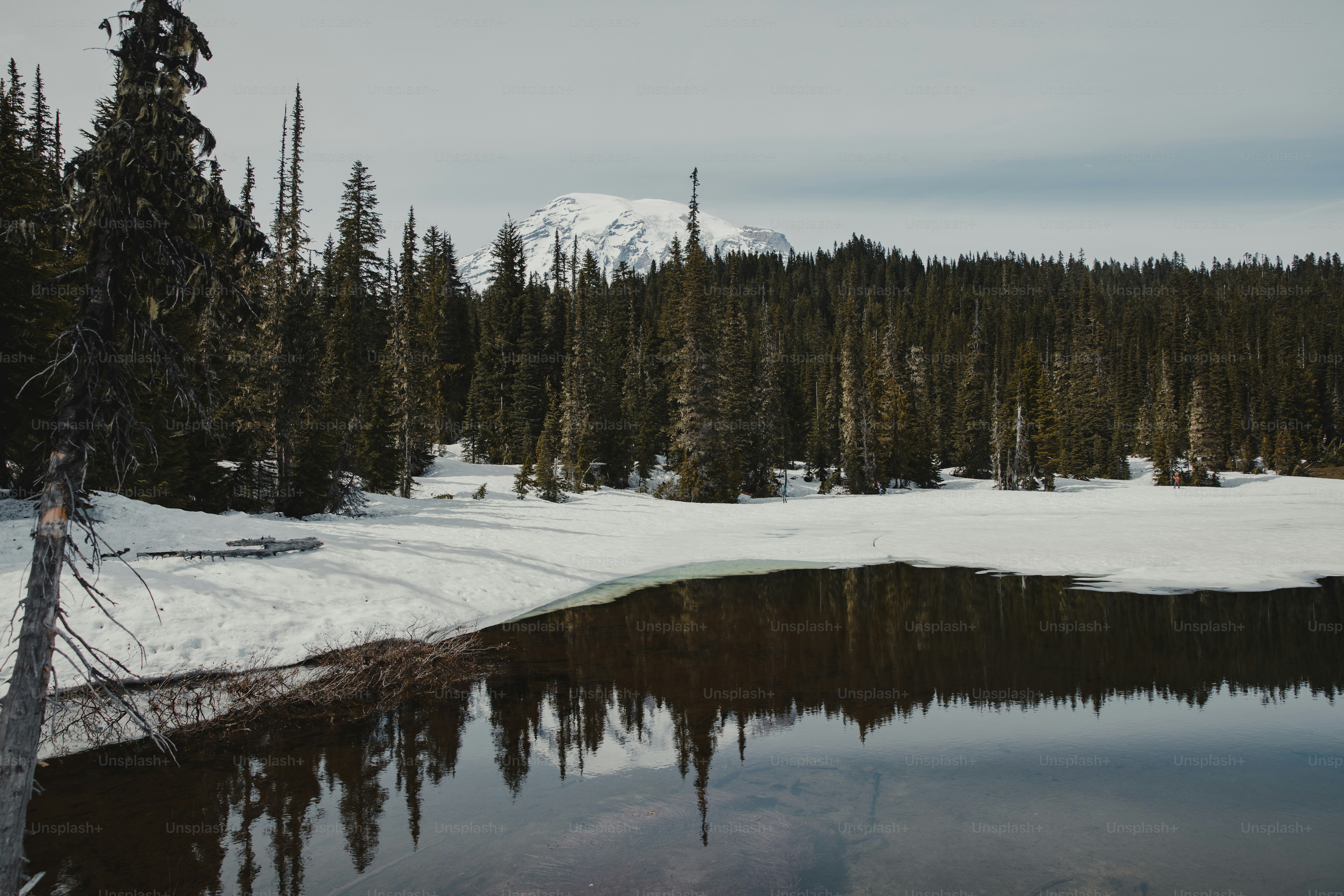 A snowy landscape with trees and a body of water photo – Snow Image on ...