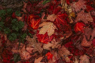 uma pilha de folhas vermelhas e verdes