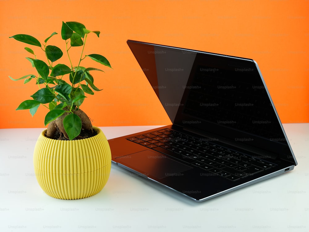 um laptop e um vaso de plantas