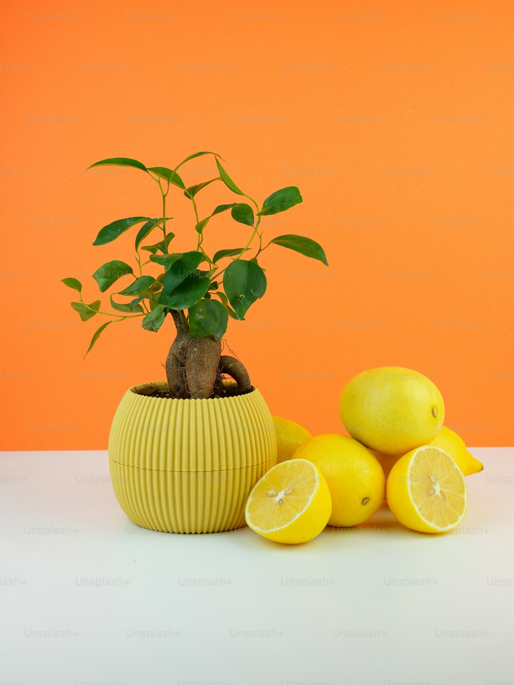una pianta in una pentola con limoni