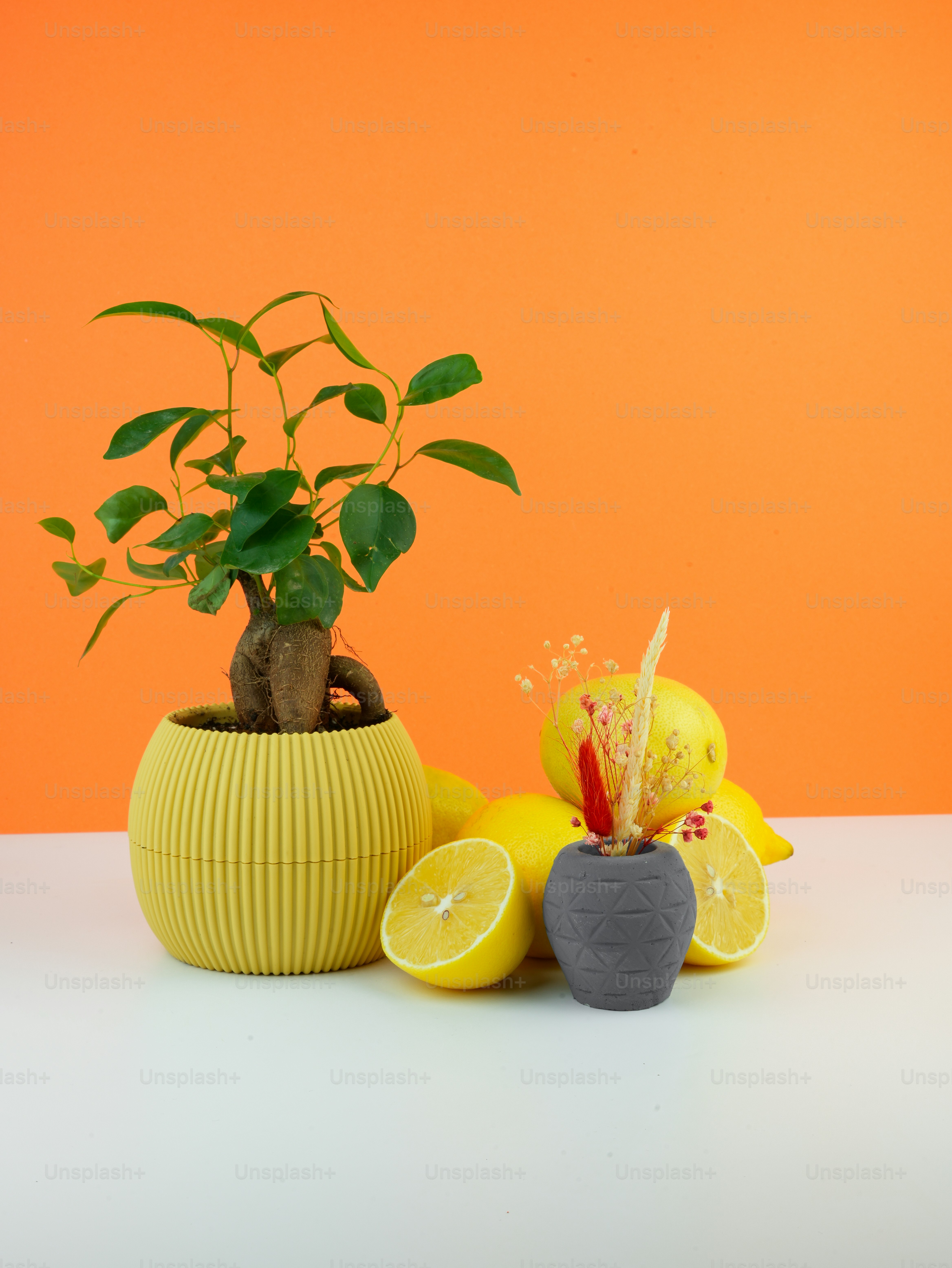 un groupe de plantes en pot