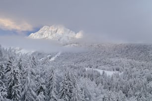 a snowy mountain with trees