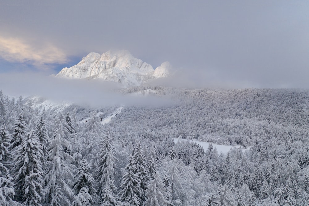 a snowy mountain with trees