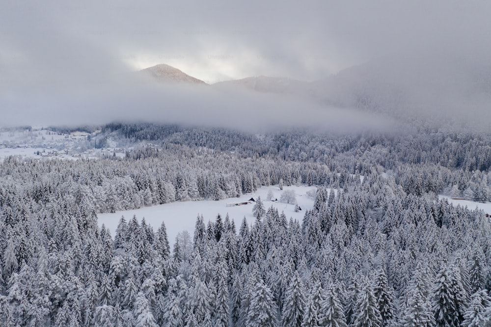 uma paisagem nevada com árvores