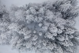 Eine verschneite Landschaft mit Bäumen