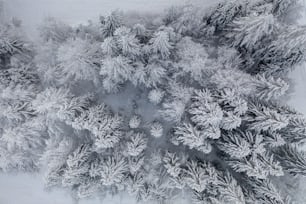 a snowy landscape with trees