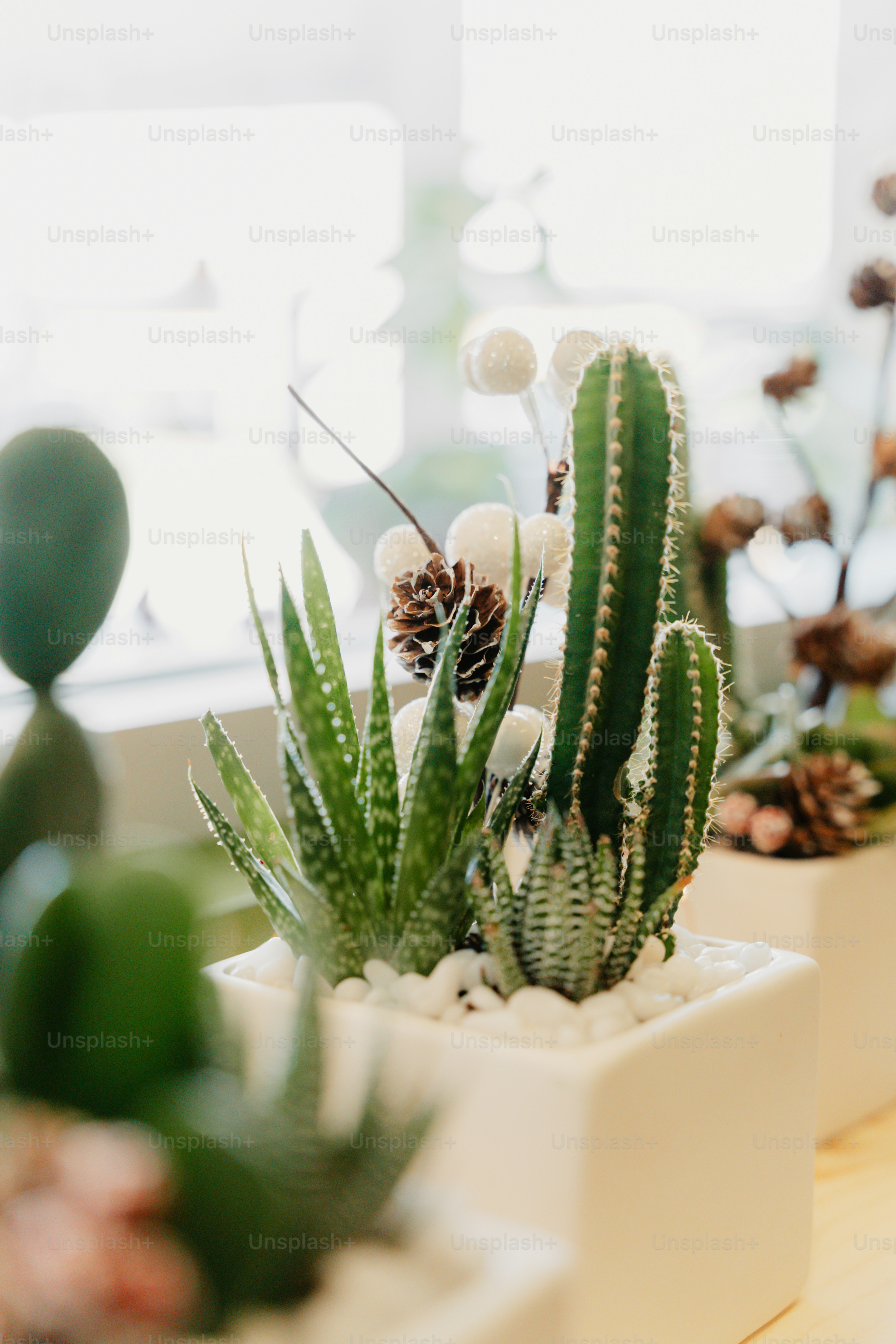 un cactus en una maceta