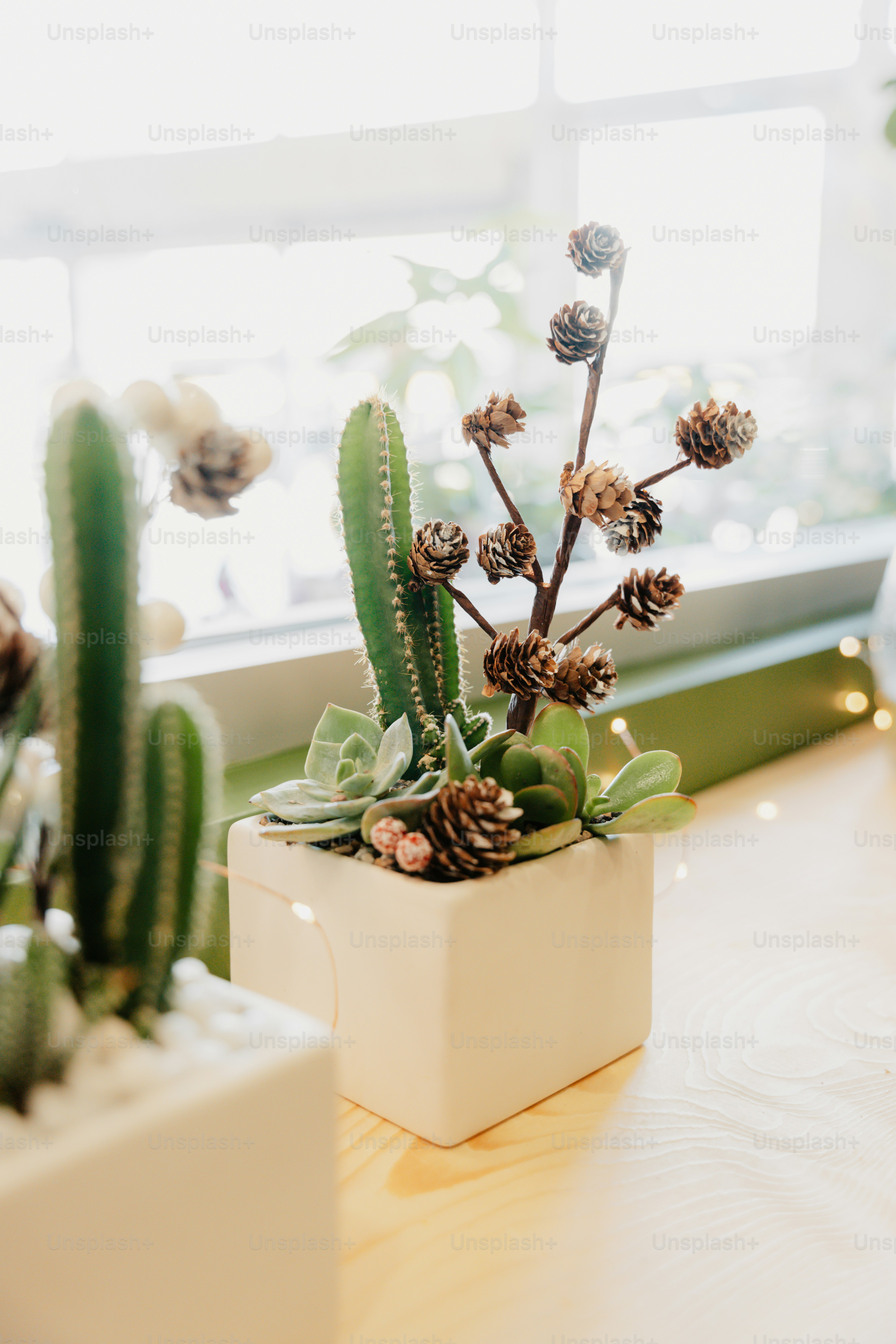 un cactus en una maceta