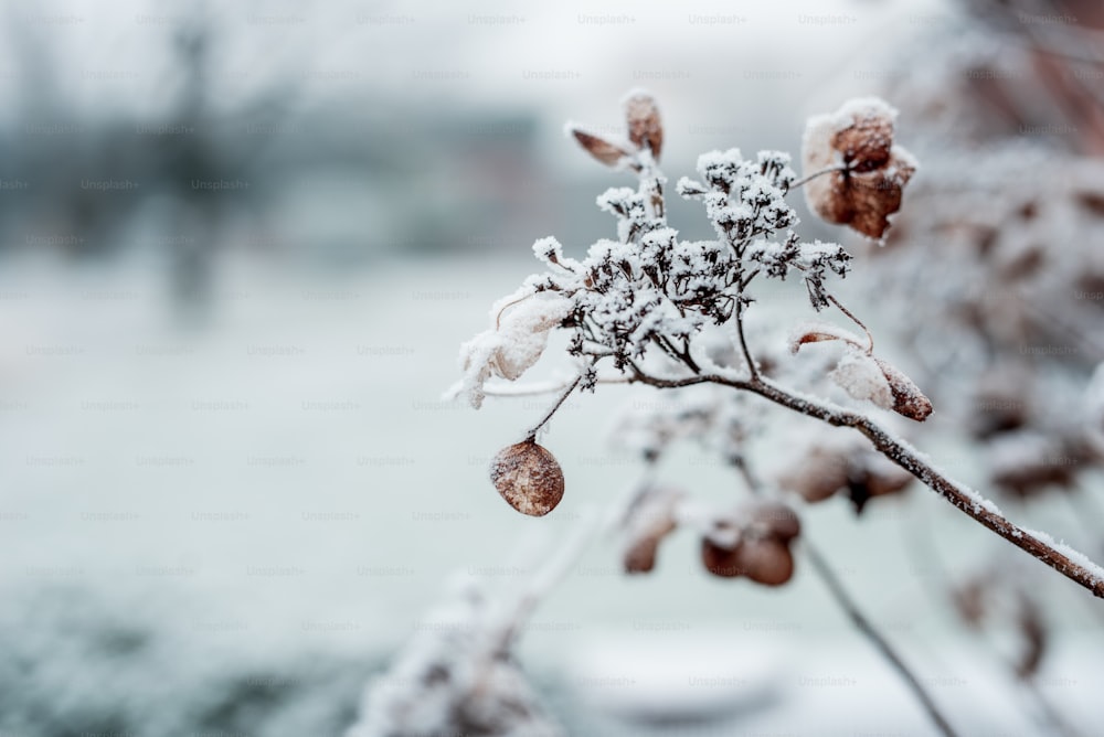 a close up of a branch with snow on it