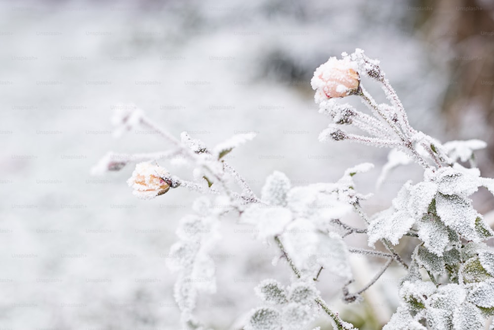 a close up of some snow