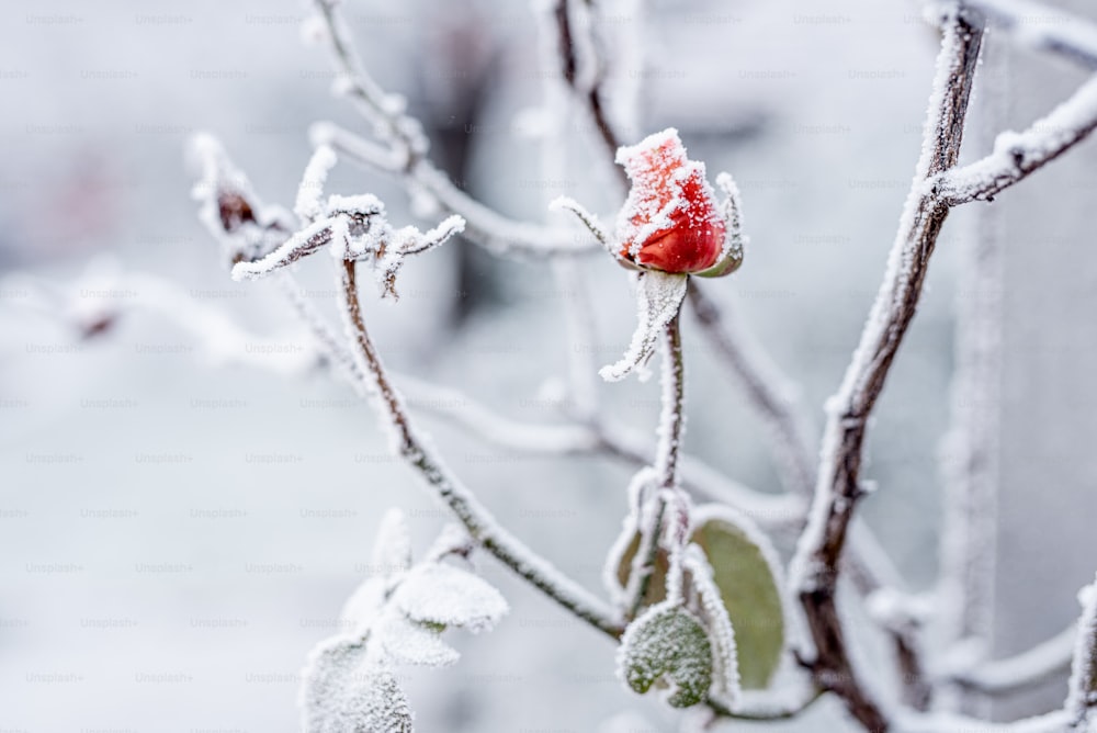 Un pequeño árbol cubierto de hielo y nieve