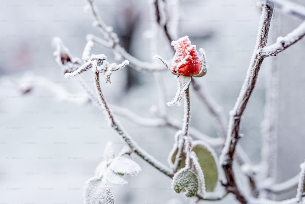 un piccolo albero coperto di ghiaccio e neve