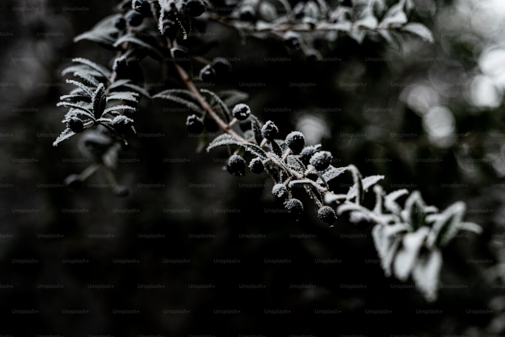 close up of a plant