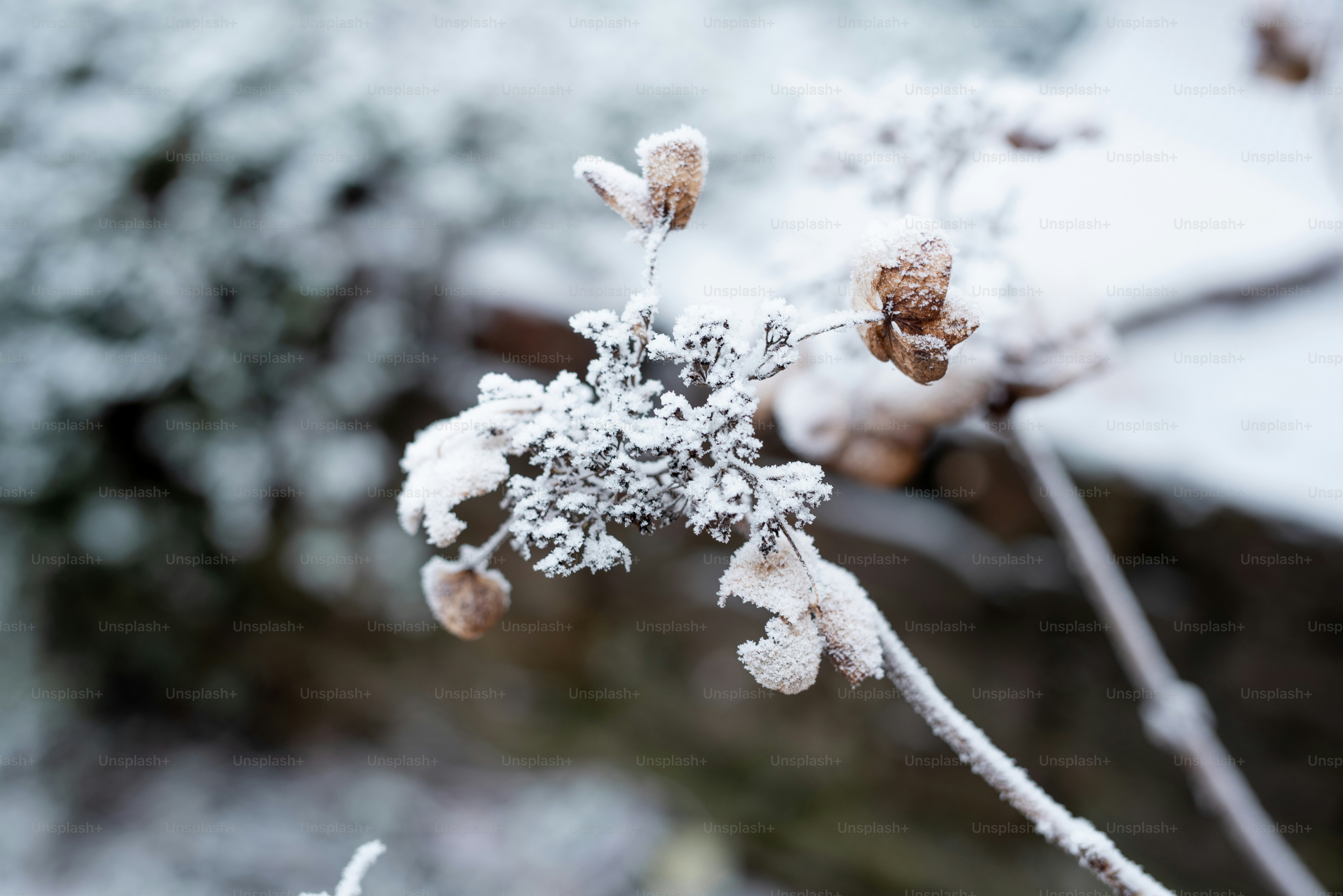 Nahaufnahme einer Blume