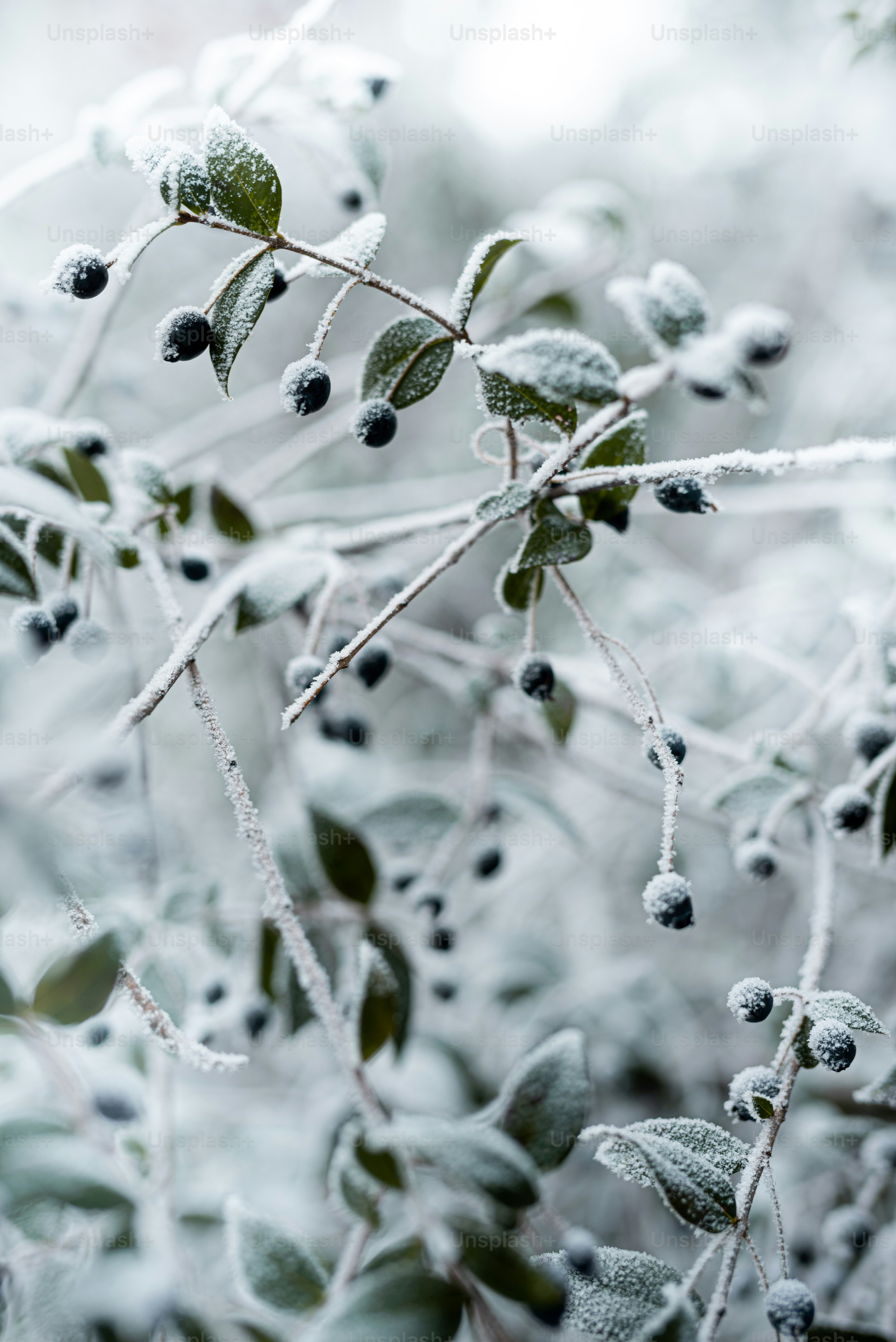 Nahaufnahme einer Pflanze