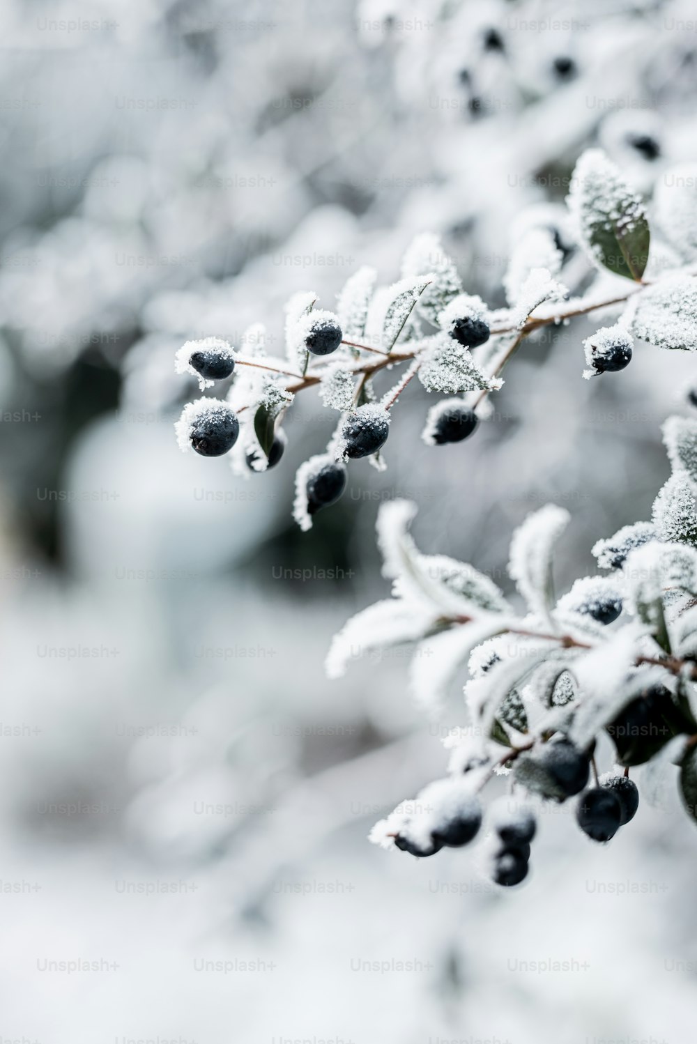 a close up of a plant with snow on it