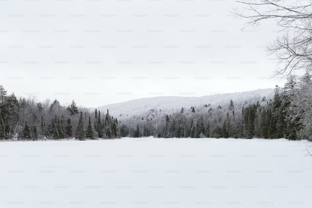 木々や山を背景にした雪に覆われた野原