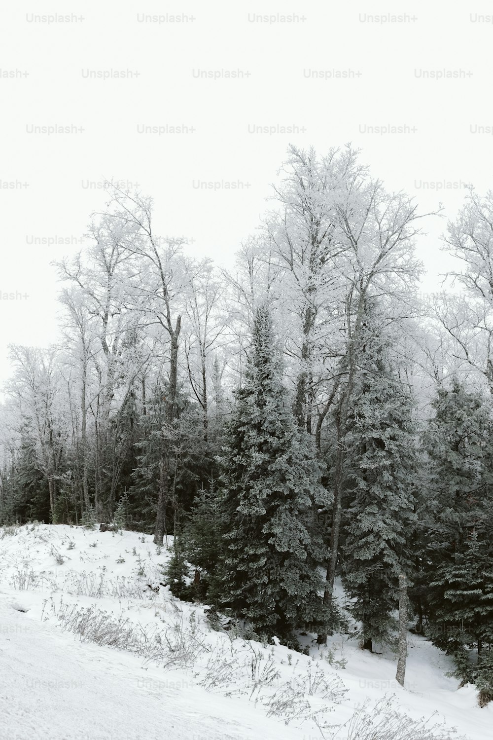 a snow covered field with trees in the background