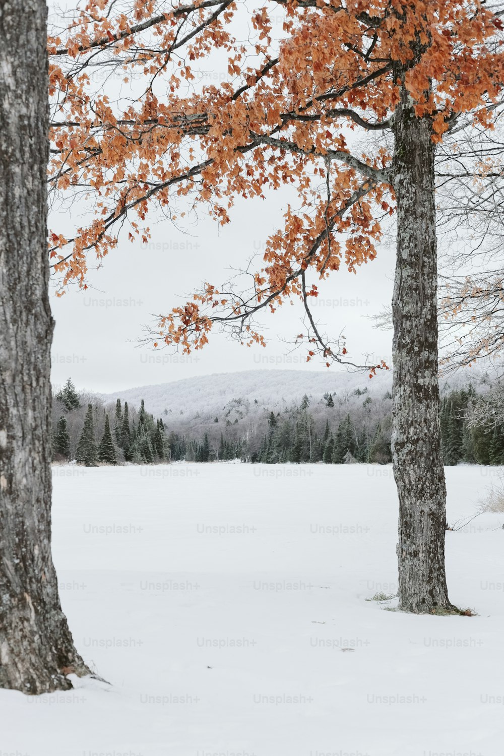 um par de árvores que estão na neve