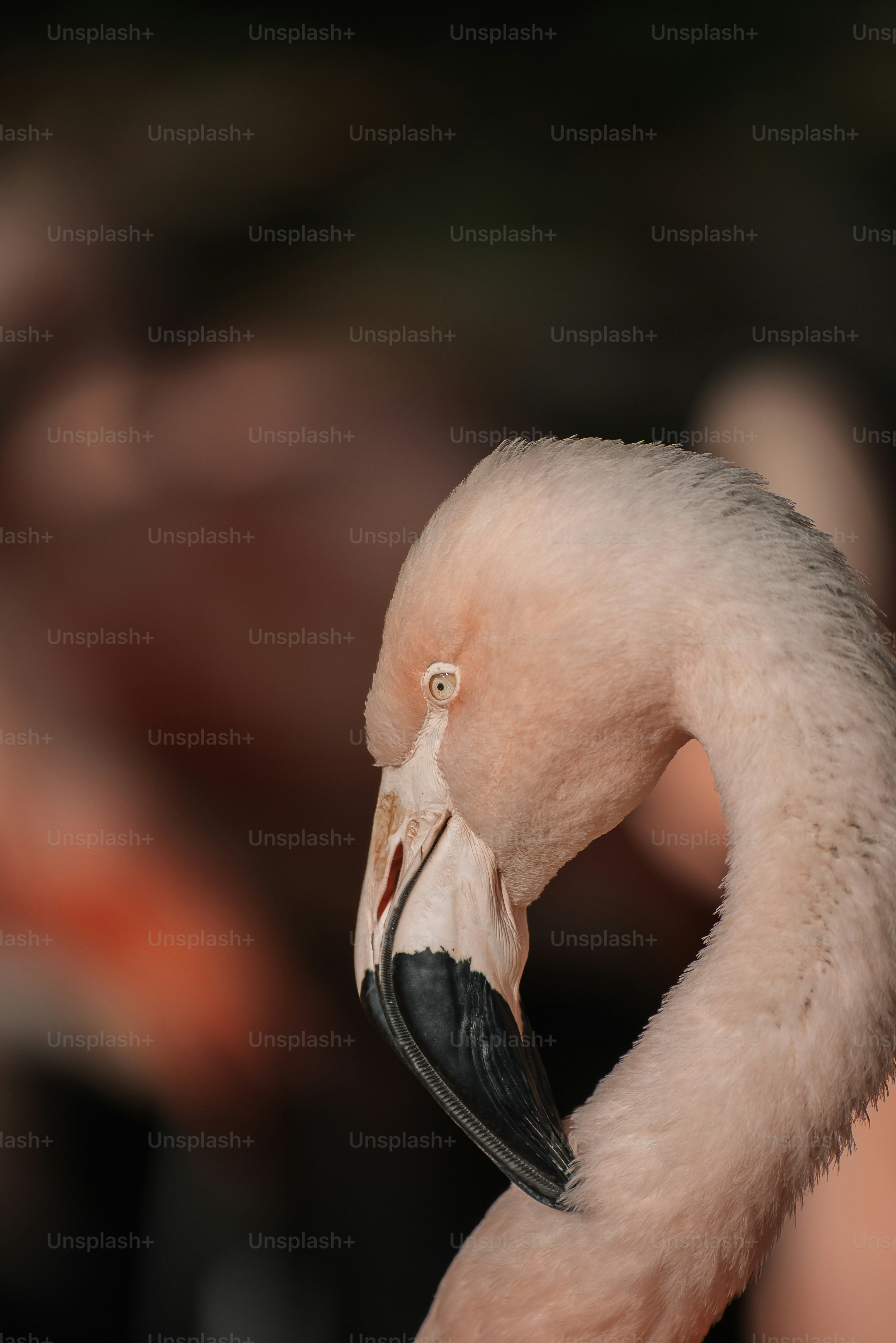 un oiseau blanc au bec ouvert